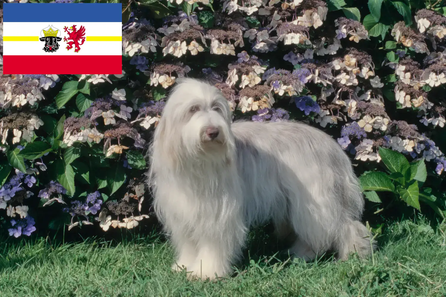 Cachorros e criadores de Bearded Collie Mecklenburg-Vorpommern Aqui pode encontrar criadores de Bearded Collies em Mecklenburg-Vorpommern.