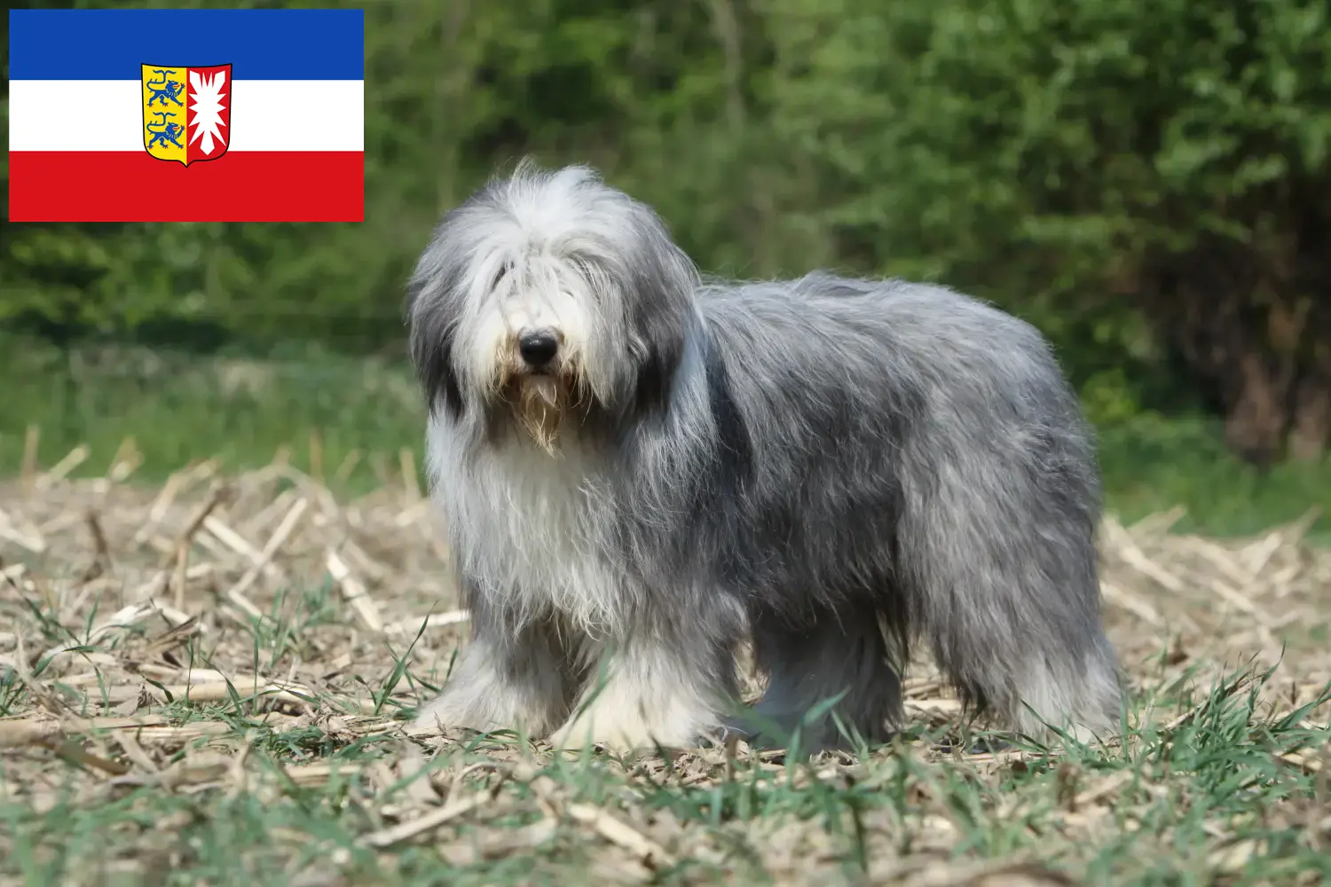 Read more about the article Criadores de Bearded Collie e cachorros em Schleswig-Holstein