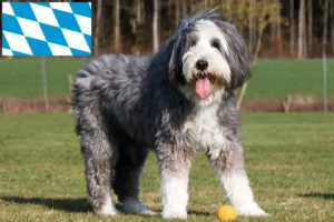 Read more about the article Criadores de Bearded Collie e cachorros na Baviera