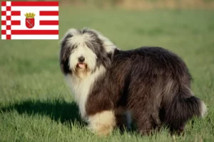 Read more about the article Criadores de Bearded Collie e cachorros em Bremen