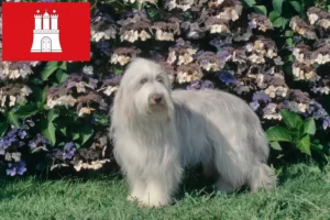 Read more about the article Criadores de Bearded Collie e cachorros em Hamburgo