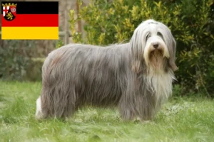 Read more about the article Criadores de Bearded Collie e cachorros em Renânia-Palatinado