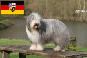 Read more about the article Criadores de Bearded Collie e cachorros em Saarland