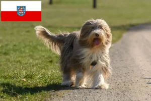 Read more about the article Criadores de Bearded Collie e cachorros na Turíngia