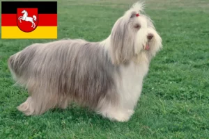 Read more about the article Criadores de Bearded Collie e cachorros na Baixa Saxónia