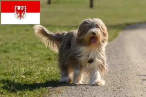 Read more about the article Criadores de Bearded Collie e cachorros em Brandenburg