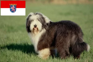 Read more about the article Criadores de Bearded Collie e cachorros em Hessen