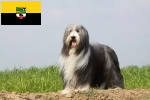 Read more about the article Criadores de Bearded Collie e cachorros em Saxónia-Anhalt