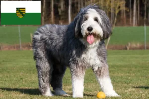 Read more about the article Criadores de Bearded Collie e cachorros em Saxónia