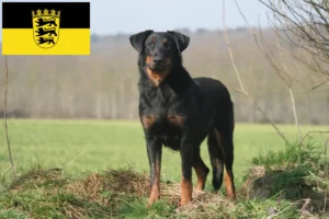 Read more about the article Criadores de Beauceron e cachorros em Baden-Württemberg