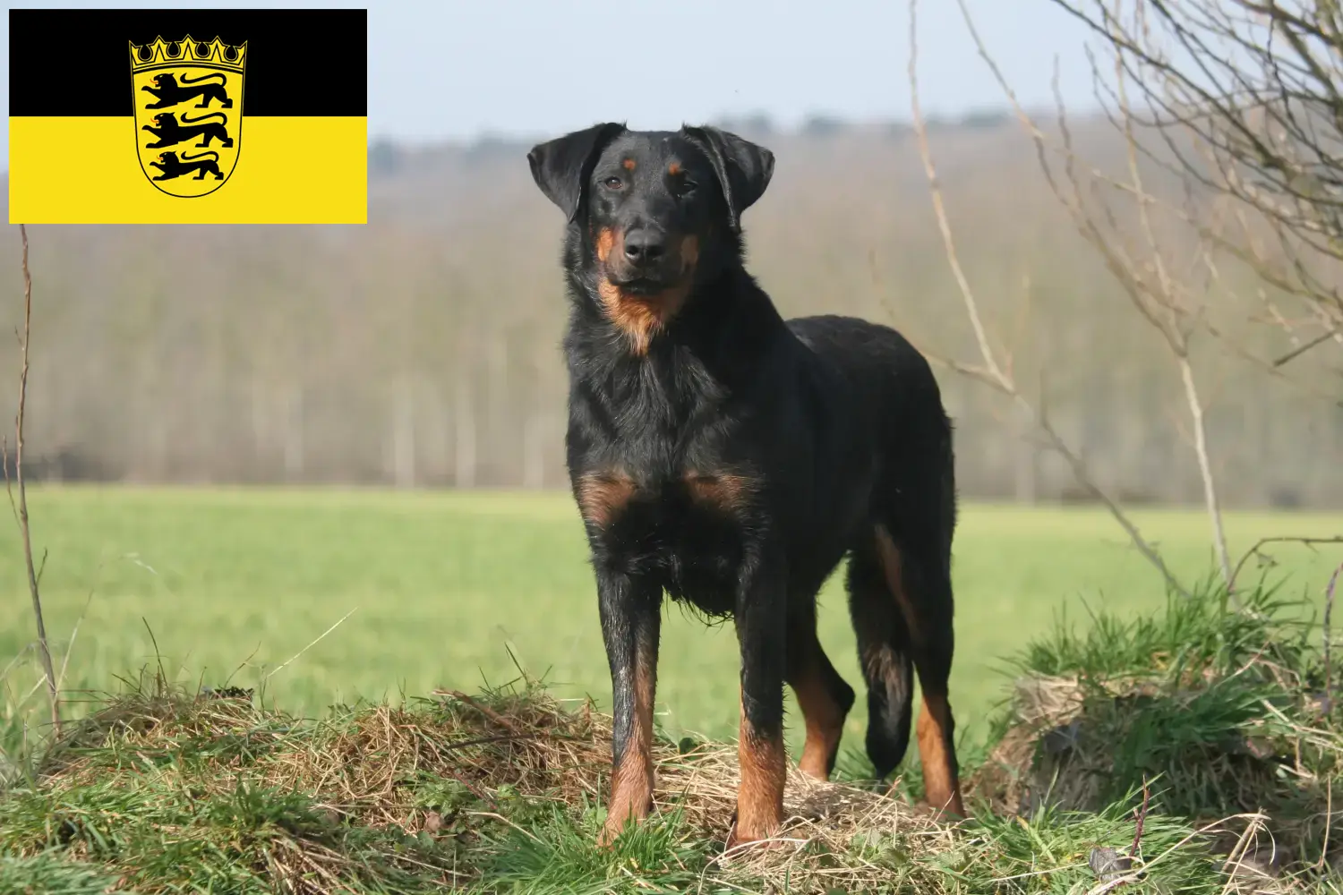 Read more about the article Criadores de Beauceron e cachorros em Baden-Württemberg