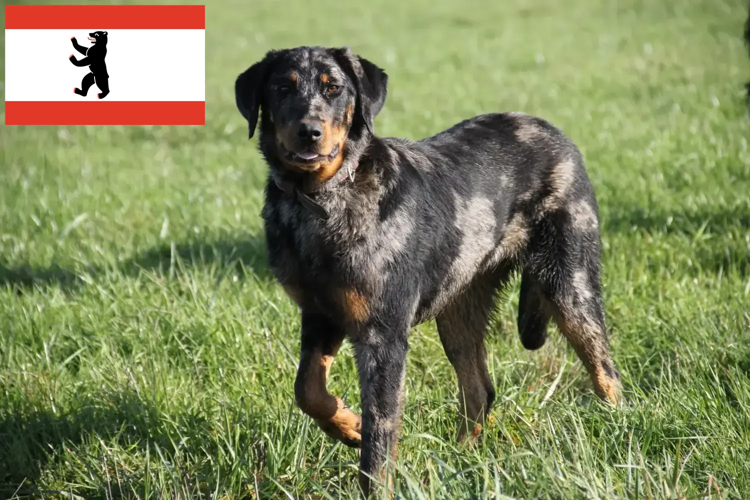 Beauceron cachorros e criadores Berlim Aqui pode encontrar criadores de Beauceron em Berlim.