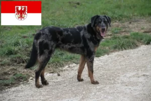 Read more about the article Criadores de Beauceron e cachorros em Brandenburg