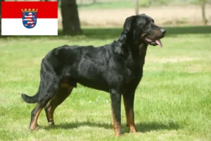 Read more about the article Criadores de Beauceron e cachorros em Hessen