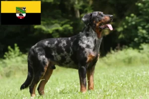 Read more about the article Criadores de Beauceron e cachorros em Saxónia-Anhalt