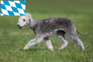 Read more about the article Criadores de Bedlington Terrier e cachorros em Bavaria