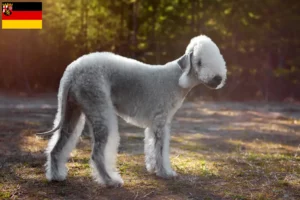 Read more about the article Criadores de Bedlington Terrier e cachorros em Renânia-Palatinado