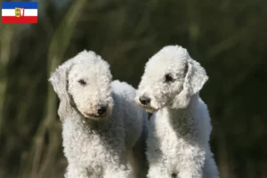 Read more about the article Criadores de Bedlington Terrier e cachorros em Schleswig-Holstein