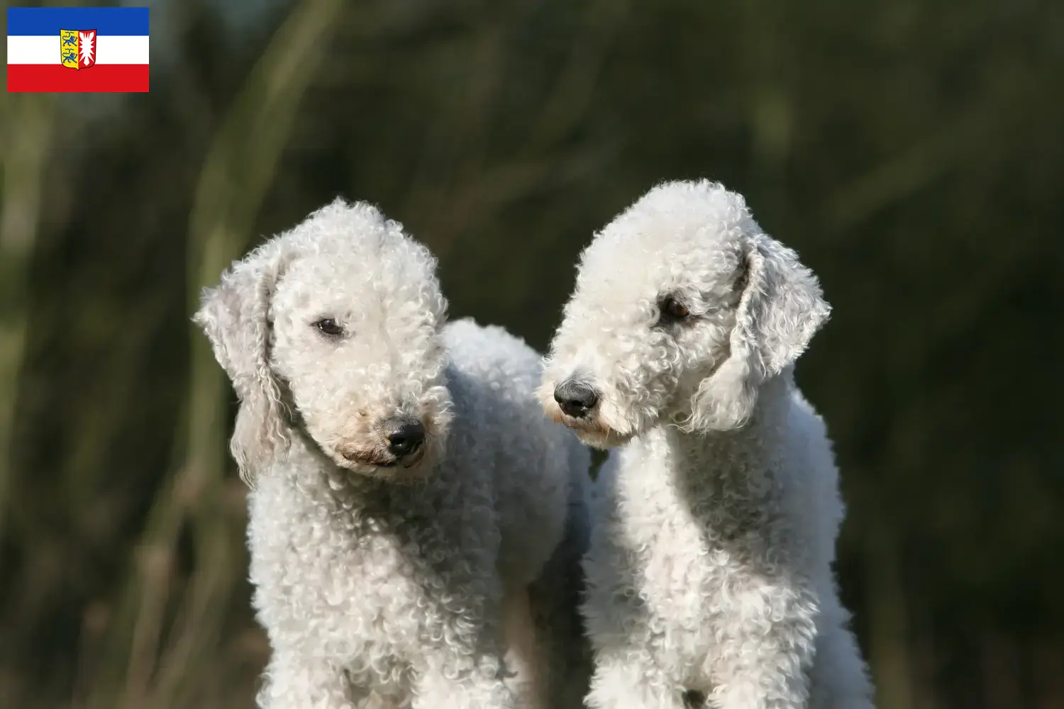 Bedlington Terrier cachorros e criadores Schleswig-Holstein Aqui pode encontrar criadores de Bedlington Terrier em Schleswig-Holstein.