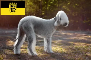 Read more about the article Criadores de Bedlington Terrier e cachorros em Baden-Württemberg
