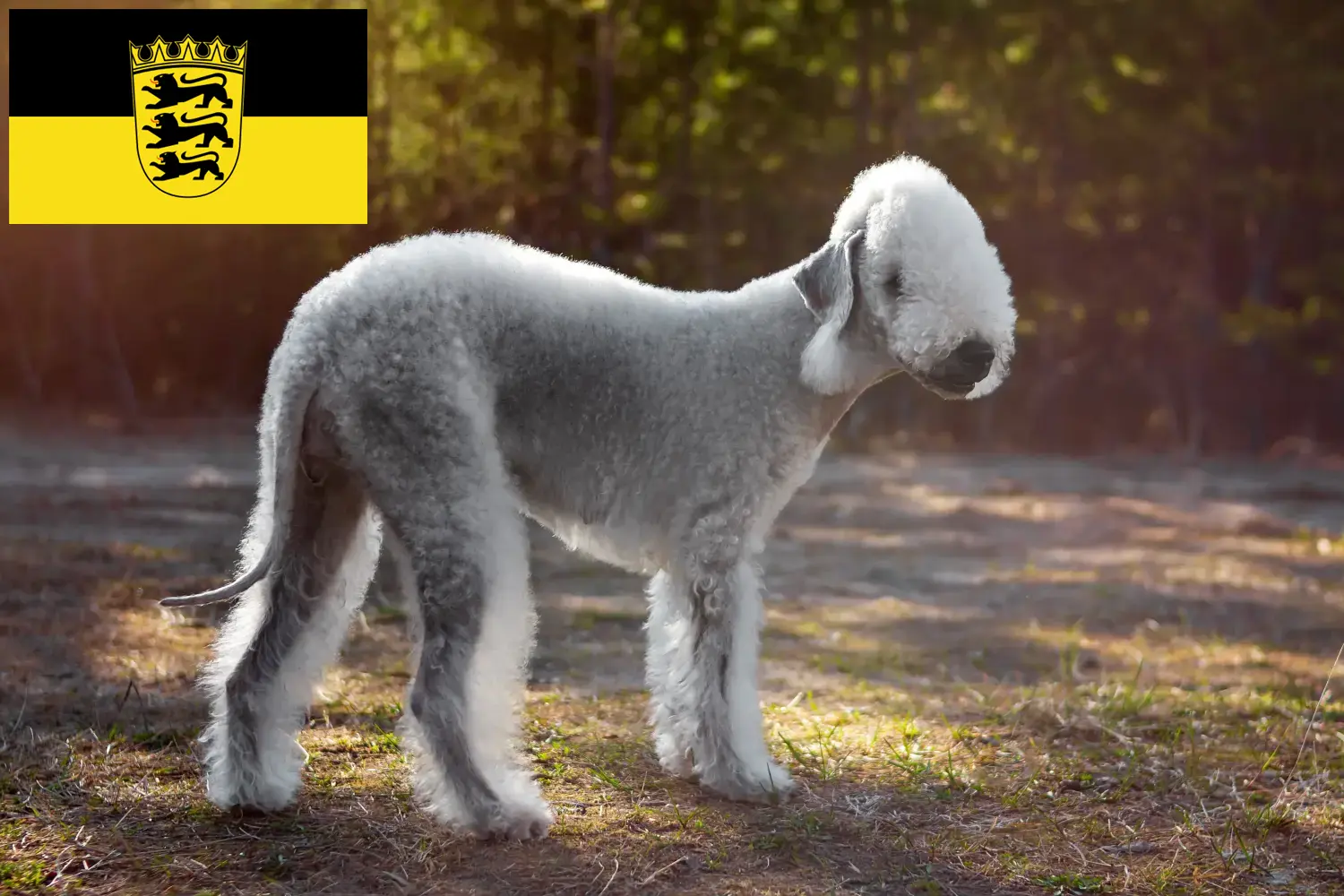 Bedlington Terrier cachorros e criadores Baden-Württemberg Aqui pode encontrar criadores de Bedlington Terrier em Baden-Württemberg.