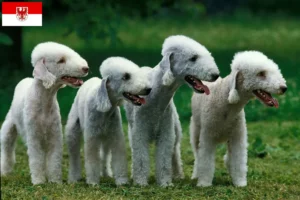 Read more about the article Criadores de Bedlington Terrier e cachorros em Brandenburg