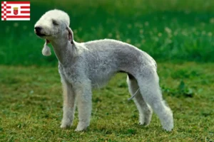 Read more about the article Criadores de Bedlington Terrier e cachorros em Bremen