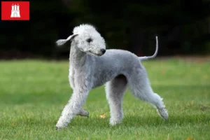 Read more about the article Criadores de Bedlington Terrier e cachorros em Hamburgo