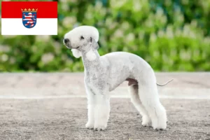 Read more about the article Criadores de Bedlington Terrier e cachorros em Hessen