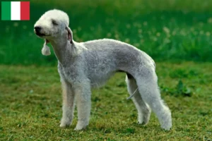 Read more about the article Criadores de Bedlington Terrier e cachorros em Itália