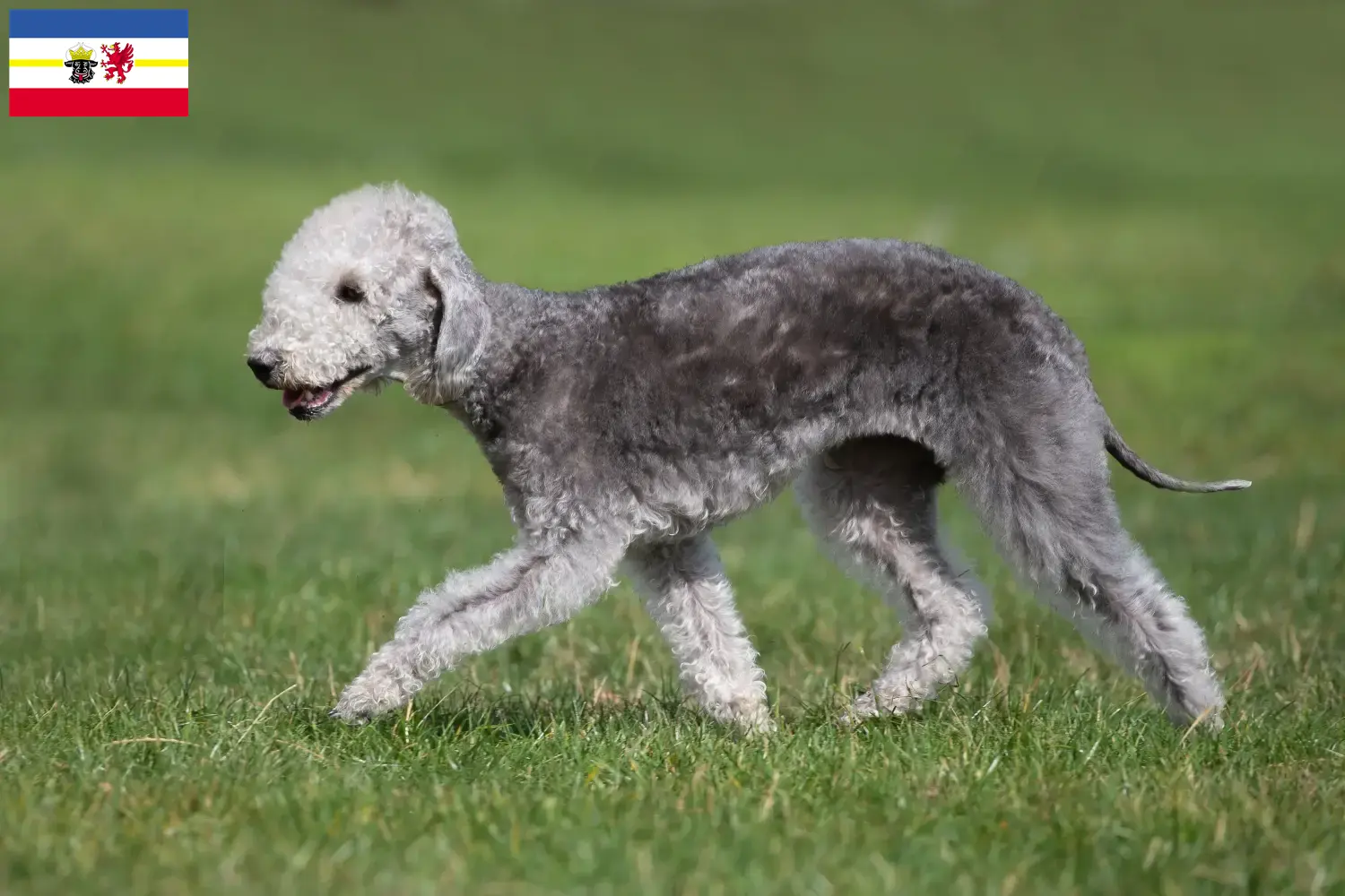 Bedlington Terrier cachorros e criadores Mecklenburg-Vorpommern Aqui pode encontrar criadores de Bedlington Terrier em Mecklenburg-Vorpommern.
