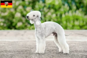 Read more about the article Criadores de Bedlington Terrier e cachorros em Saarland