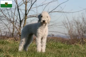 Read more about the article Criadores de Bedlington Terrier e cachorros em Saxónia