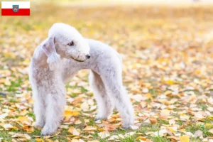 Read more about the article Criadores de Bedlington Terrier e cachorros em Thuringia