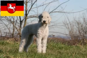 Read more about the article Criadores de Bedlington Terrier e cachorros na Baixa Saxónia