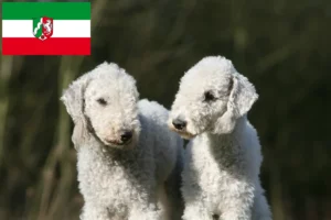 Read more about the article Criadores de Bedlington Terrier e cachorros em Renânia do Norte-Vestefália
