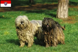Read more about the article Bergamasker Pastor Criador de cães e cachorros em Hessen