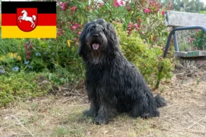 Read more about the article Criador de cães de pastor Bergamasker e cachorros na Baixa Saxónia