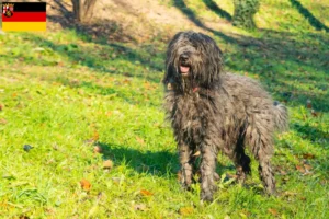 Read more about the article Criador de cães de pastor Bergamasker e cachorros em Renânia-Palatinado