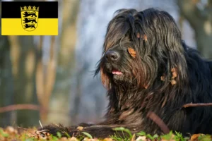 Read more about the article Bergamasker Pastor Criador de cães e cachorros em Baden-Württemberg