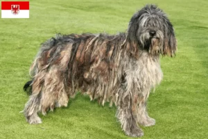 Read more about the article Bergamasker Pastor Criador de cães e cachorros em Brandenburg