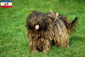 Read more about the article Criador de cães de pastor Bergamasker e cachorros em Mecklenburg-Vorpommern