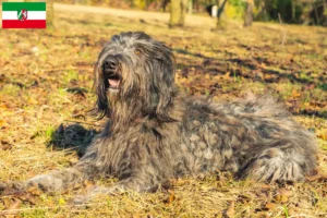 Read more about the article Criador de cães de pastor Bergamasker e cachorros em Renânia do Norte-Vestefália
