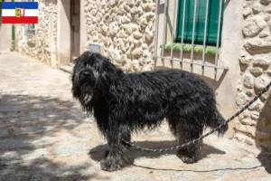 Read more about the article Bergamasker Pastor Criador de cães e cachorros em Schleswig-Holstein