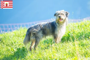 Read more about the article Bergamasker Pastor Criador de cães e cachorros em Bremen