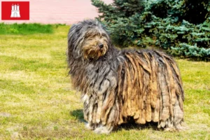Read more about the article Bergamasker Pastor Criador de cães e cachorros em Hamburgo