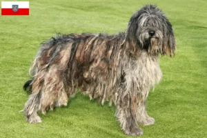 Read more about the article Bergamasker Pastor Criador de cães e cachorros na Turíngia