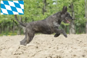 Read more about the article Berger de Picardie criadores e cachorros na Baviera