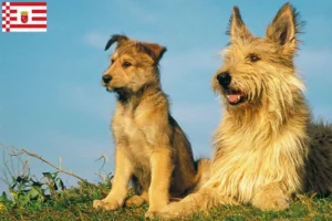 Read more about the article Berger de Picardie criadores e cachorros em Bremen
