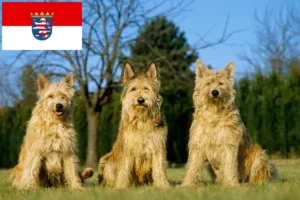 Read more about the article Berger de Picardie criadores e cachorros em Hessen